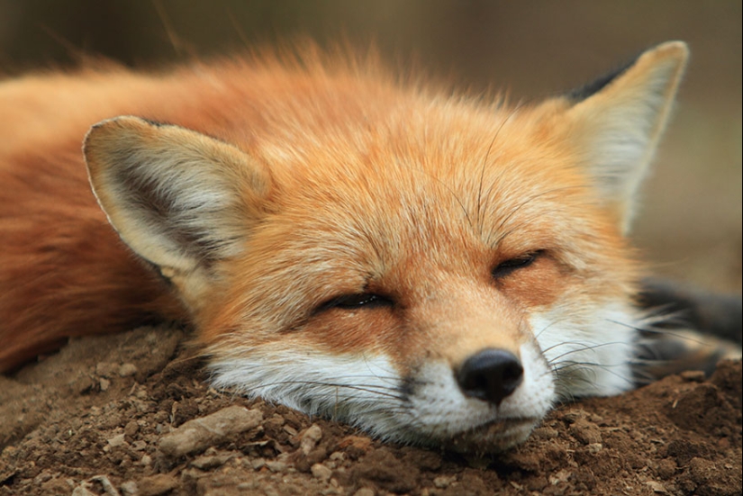 The most mimimish place on earth is the Japanese village of foxes