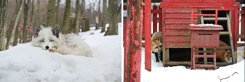 The most mimimish place on earth is the Japanese village of foxes