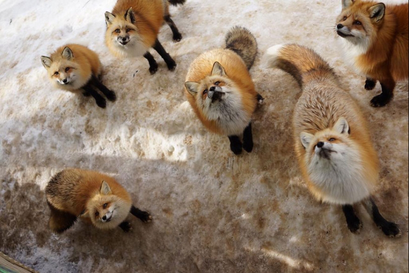 The most mimimish place on earth is the Japanese village of foxes