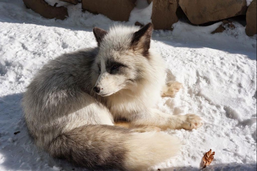 The most mimimish place on earth is the Japanese village of foxes