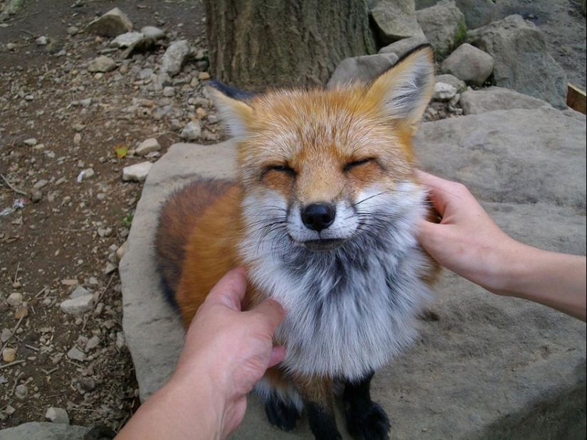 The most mimimish place on earth is the Japanese village of foxes