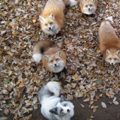 The most mimimish place on earth is the Japanese village of foxes