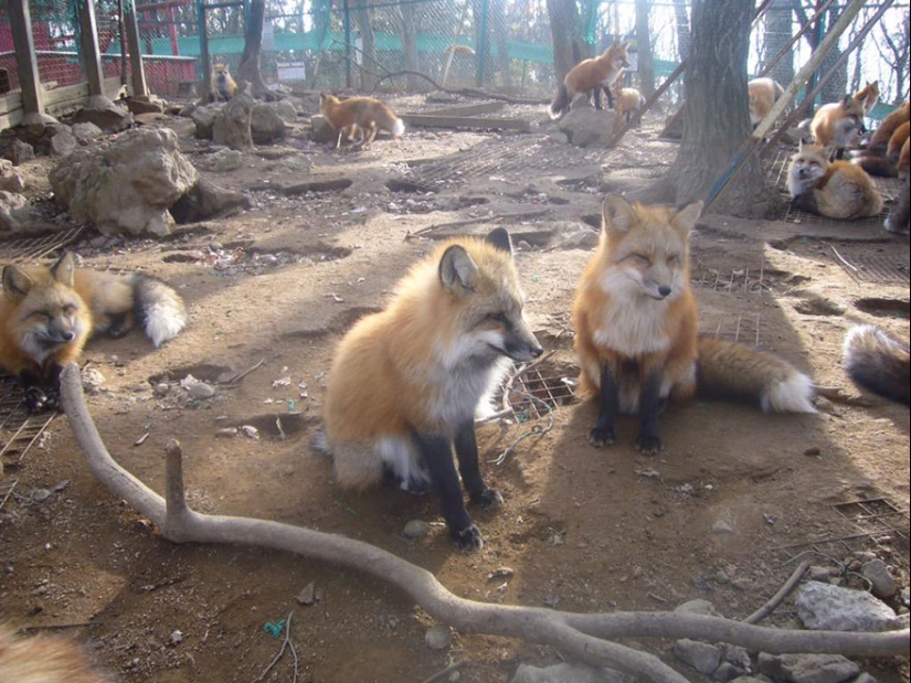 The most mimimish place on earth is the Japanese village of foxes