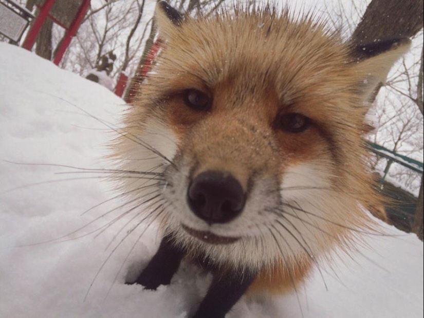 The most mimimish place on earth is the Japanese village of foxes