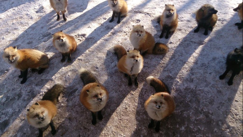 The most mimimish place on earth is the Japanese village of foxes