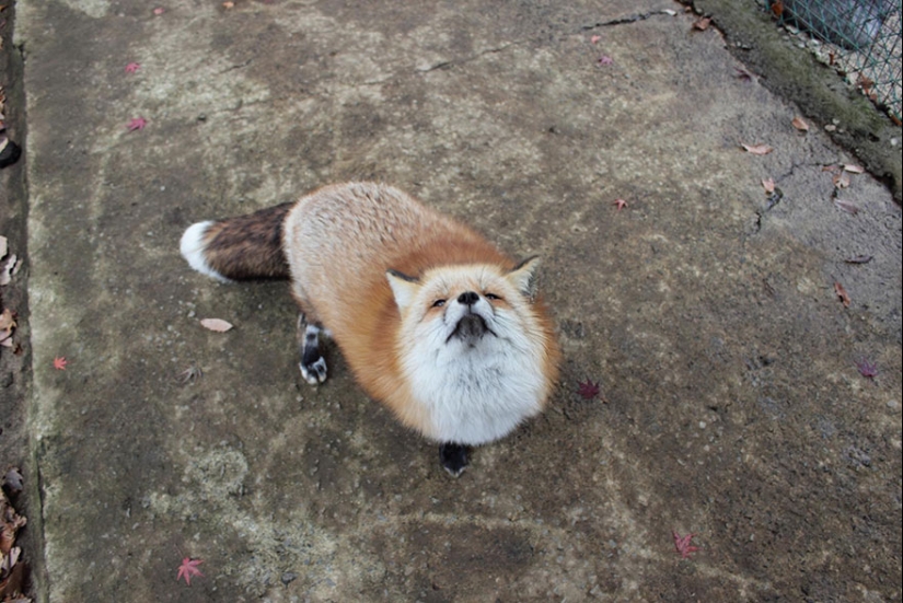 The most mimimish place on earth is the Japanese village of foxes