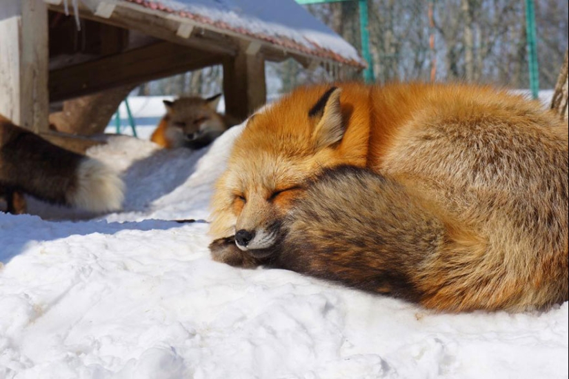 The most mimimish place on earth is the Japanese village of foxes