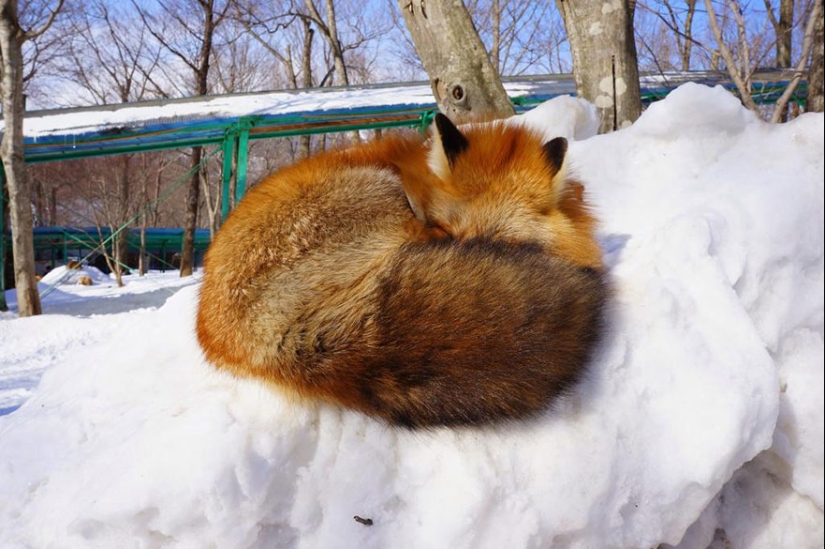 The most mimimish place on earth is the Japanese village of foxes