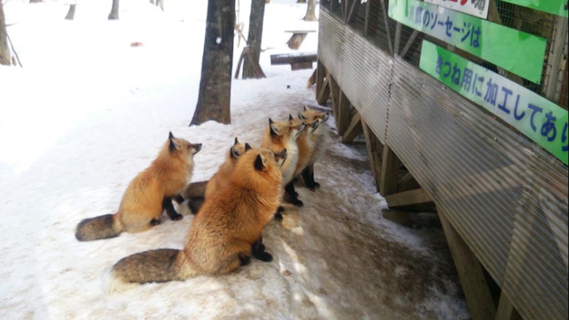 The most mimimish place on earth is the Japanese village of foxes