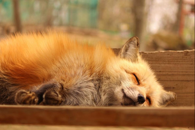 The most mimimish place on earth is the Japanese village of foxes