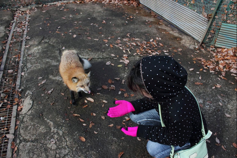 The most mimimish place on earth is the Japanese village of foxes