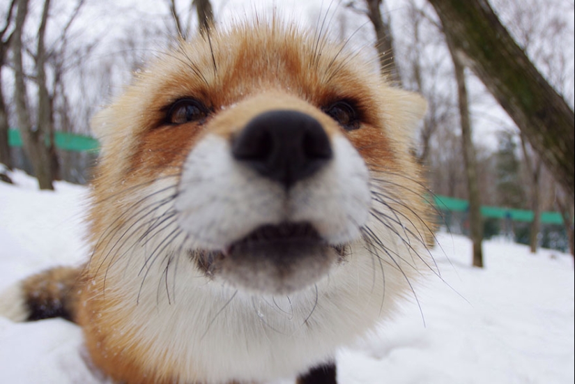 The most mimimish place on earth is the Japanese village of foxes