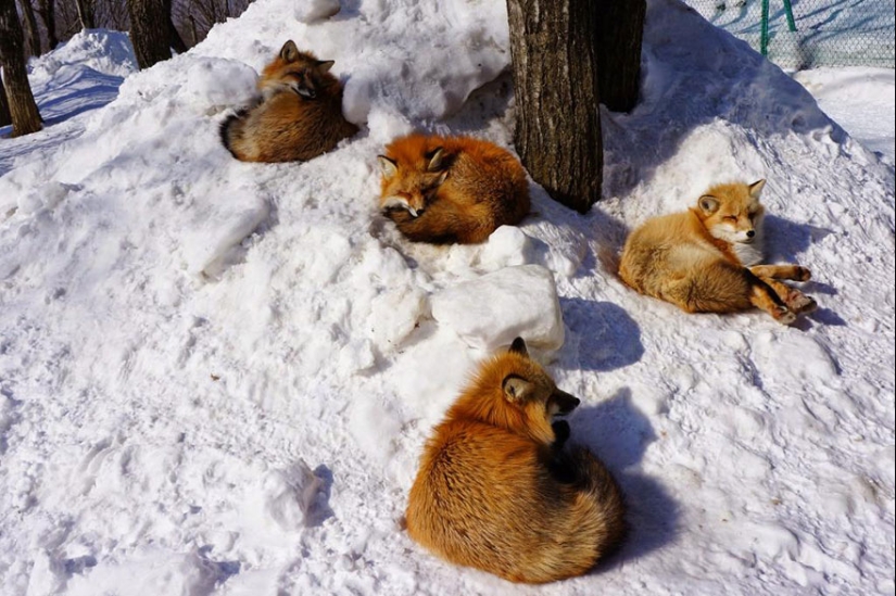 The most mimimish place on earth is the Japanese village of foxes