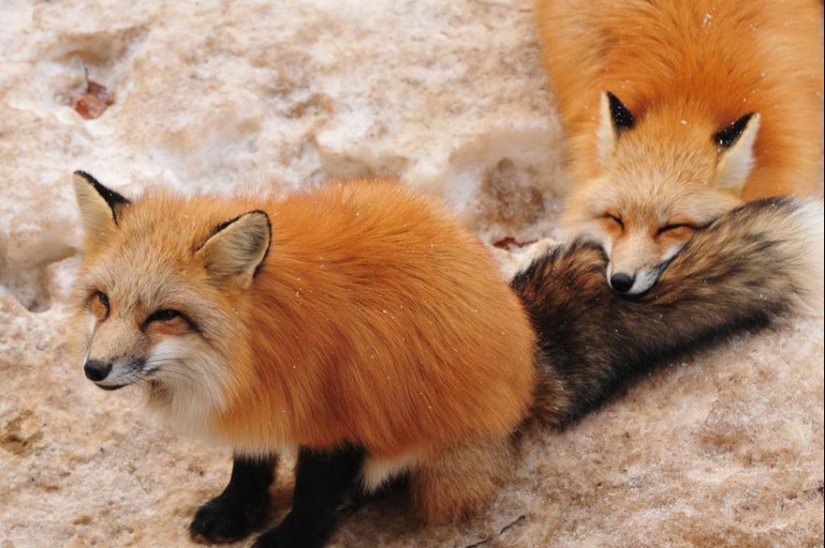 The most mimimish place on earth is the Japanese village of foxes