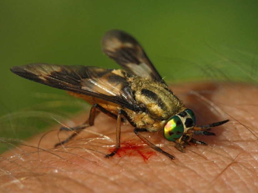 The most useful life hack of the summer: a guy built a simple trap for horseflies