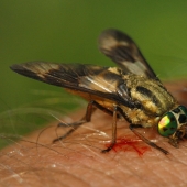 The most useful life hack of the summer: a guy built a simple trap for horseflies