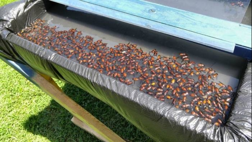 The most useful life hack of the summer: a guy built a simple trap for horseflies