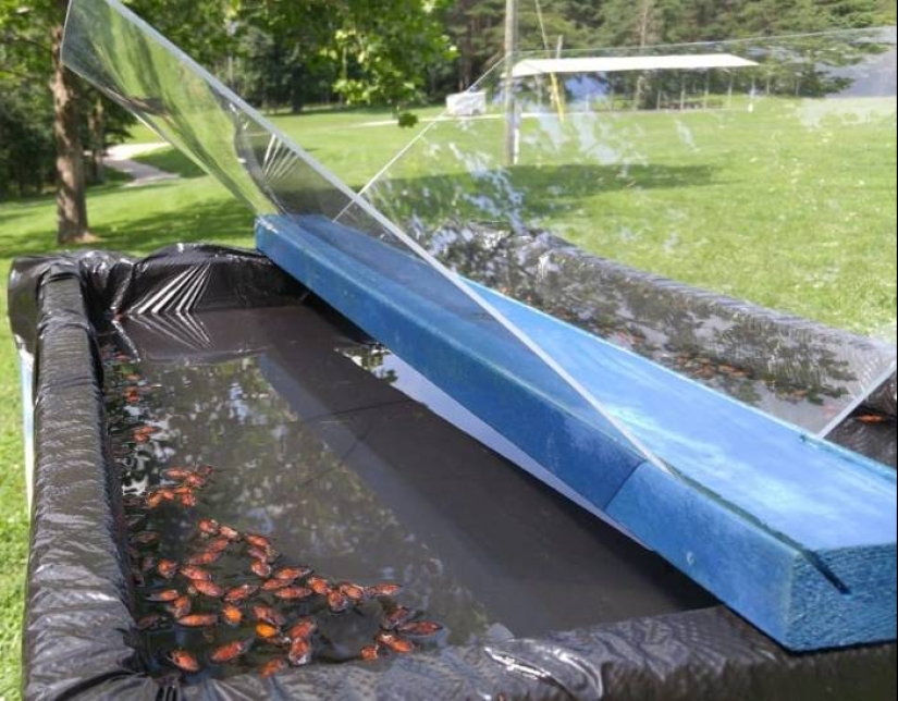 The most useful life hack of the summer: a guy built a simple trap for horseflies