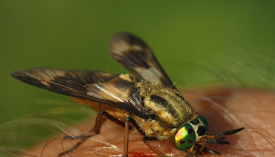 The most useful life hack of the summer: a guy built a simple trap for horseflies