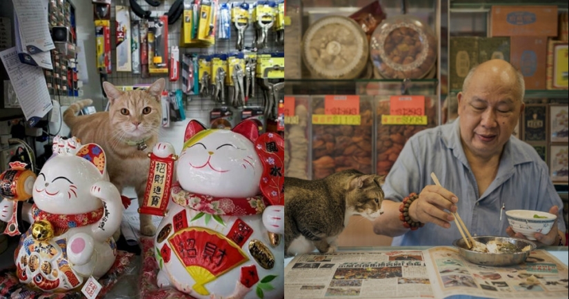 The Mustachioed Guard: The secret life of cats in Hong Kong stores