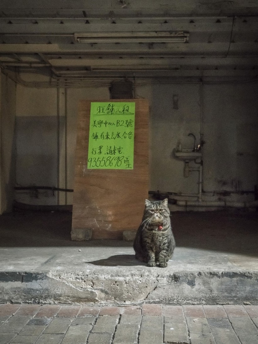 The Mustachioed Guard: The secret life of cats in Hong Kong stores