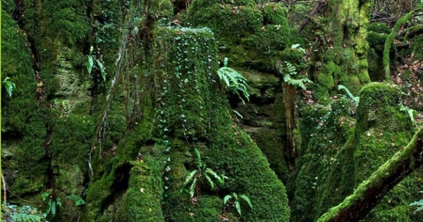 The mysterious Puzzlewood forest, which gave inspiration to Tolkien himself