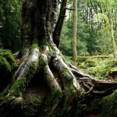 The mysterious Puzzlewood forest, which gave inspiration to Tolkien himself