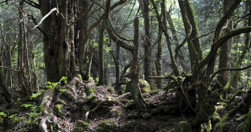 The mysterious Puzzlewood forest, which gave inspiration to Tolkien himself