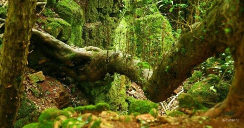 The mysterious Puzzlewood forest, which gave inspiration to Tolkien himself