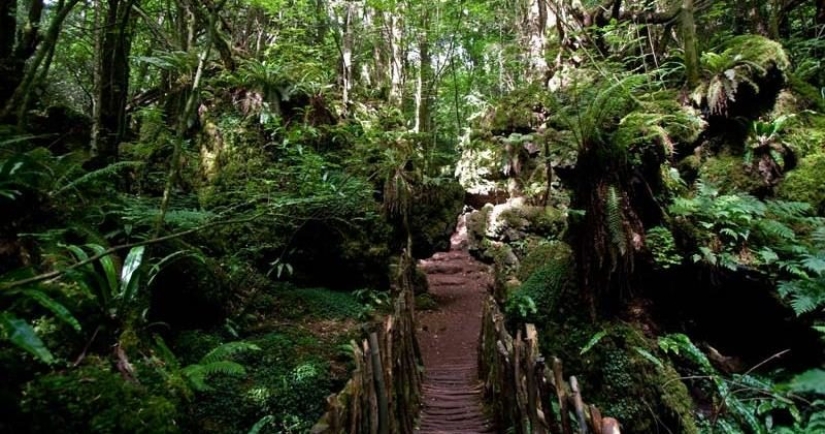 The mysterious Puzzlewood forest, which gave inspiration to Tolkien himself