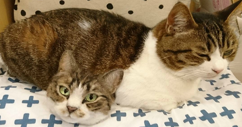 The mystery of the two-headed cat and other wonders of the Japanese craftswoman