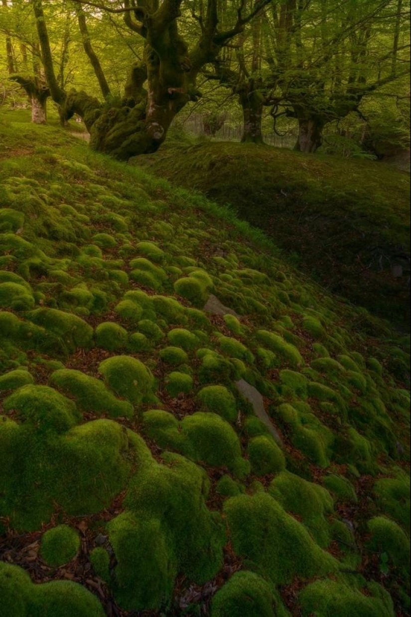 The mystical forest of the Basque Country