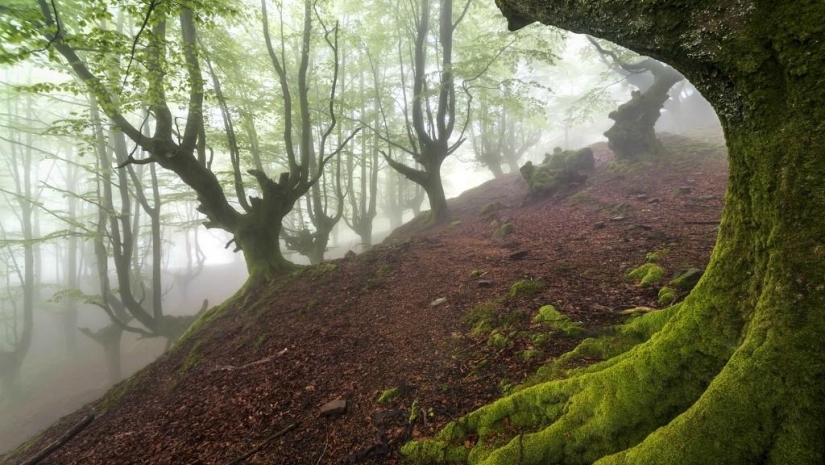 The mystical forest of the Basque Country