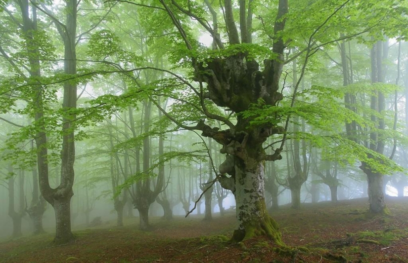 The mystical forest of the Basque Country