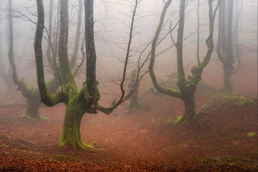 The mystical forest of the Basque Country