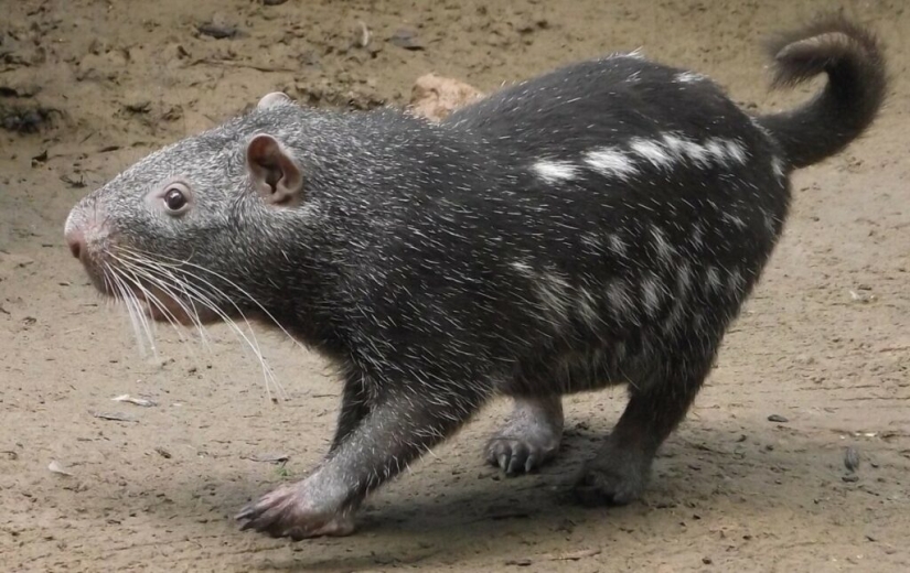 The Pacarana &quot;Terrible Mouse&quot; is a rare and affectionate animal from South America.