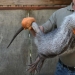 The Pacarana &quot;Terrible Mouse&quot; is a rare and affectionate animal from South America.