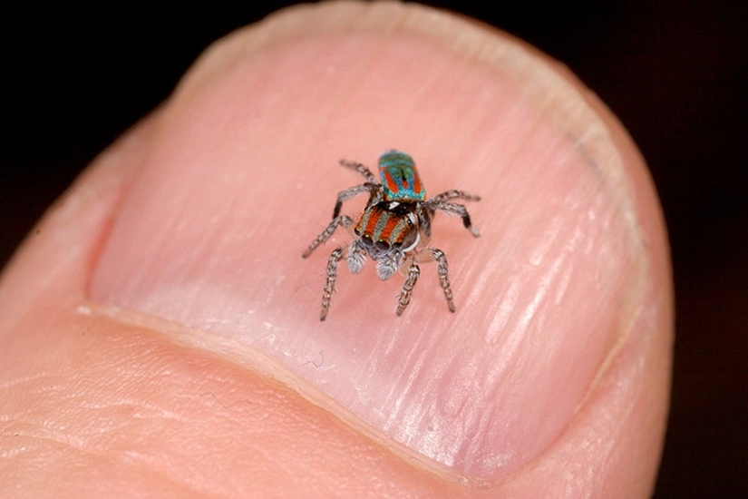 The Peacock Spider