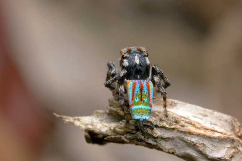 The Peacock Spider