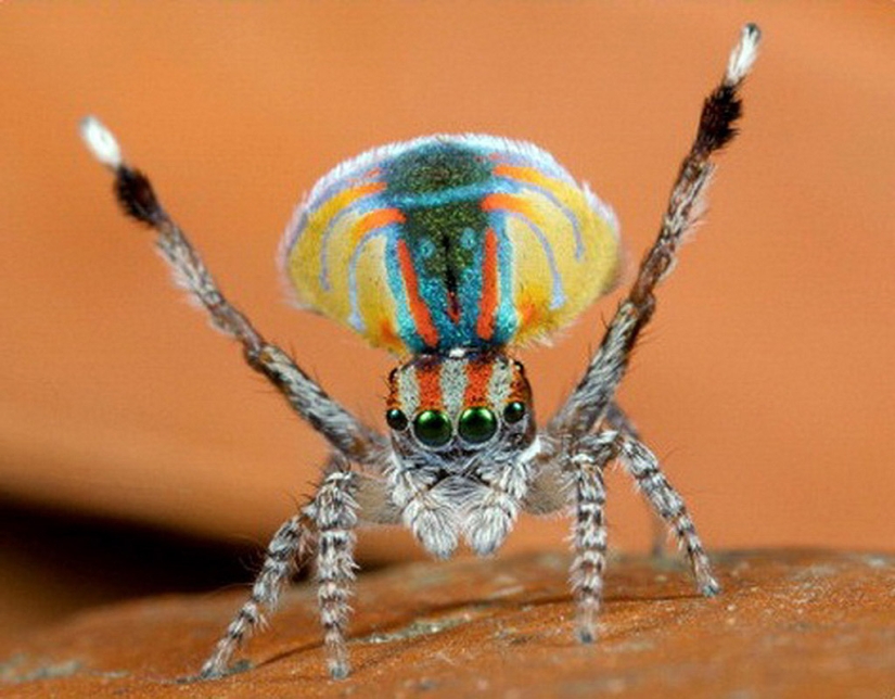 The Peacock Spider