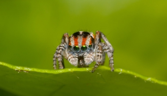 The Peacock Spider