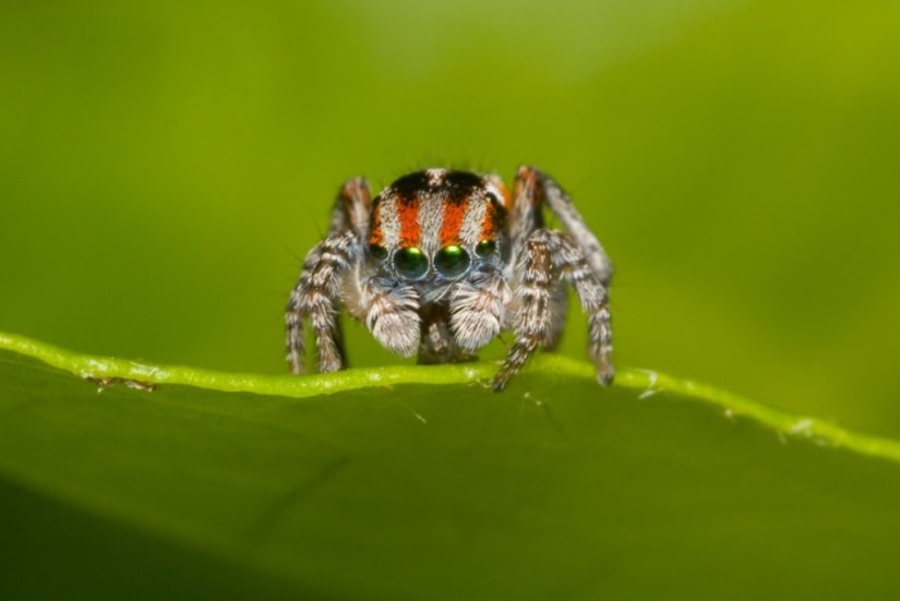 The Peacock Spider