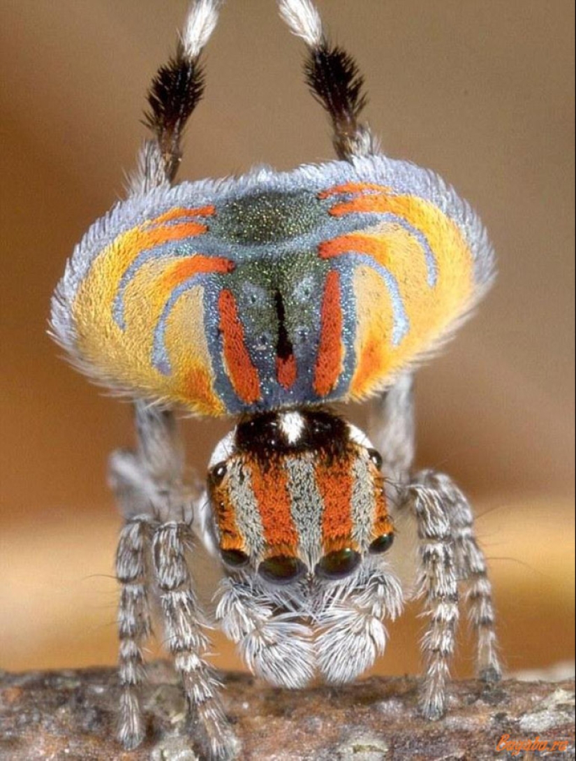 The Peacock Spider