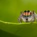 The Peacock Spider