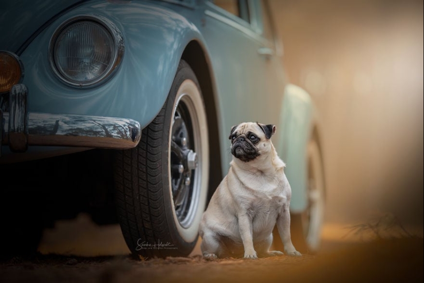 The perfect combination: dogs and vintage cars