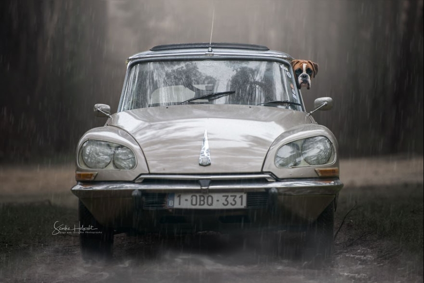 The perfect combination: dogs and vintage cars