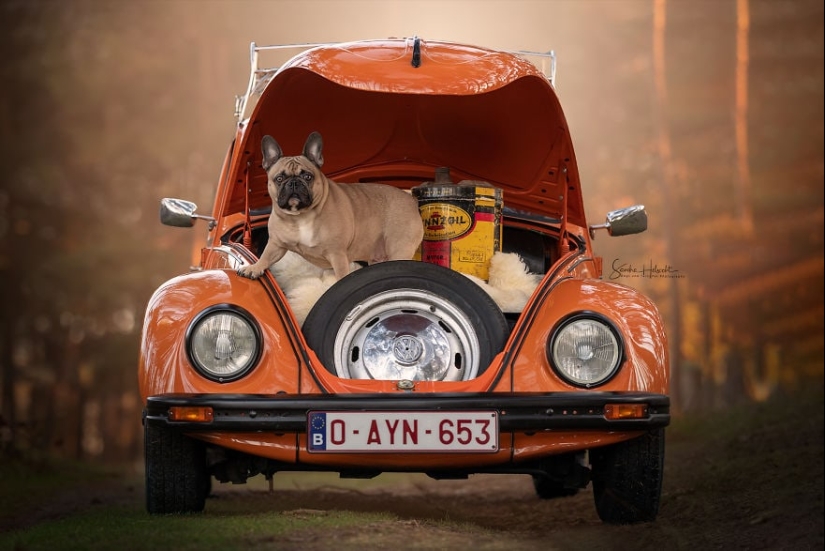 The perfect combination: dogs and vintage cars