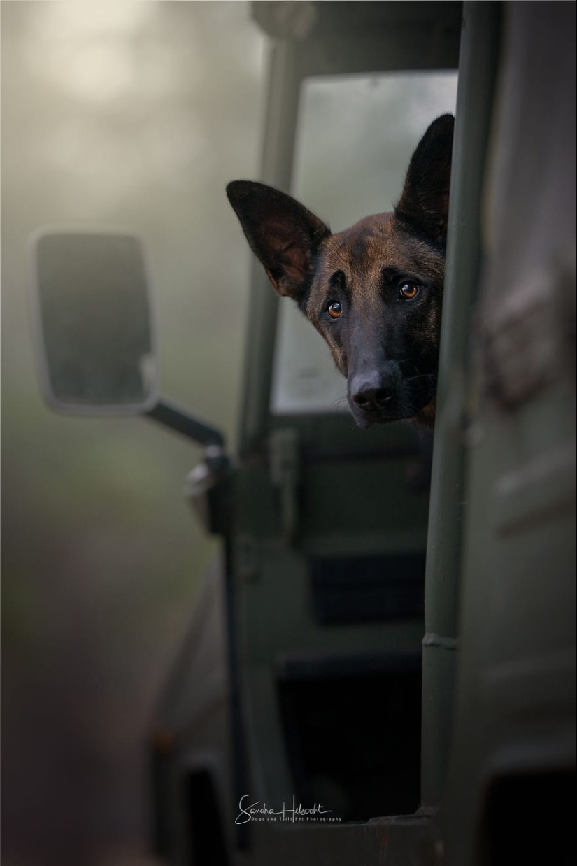 The perfect combination: dogs and vintage cars