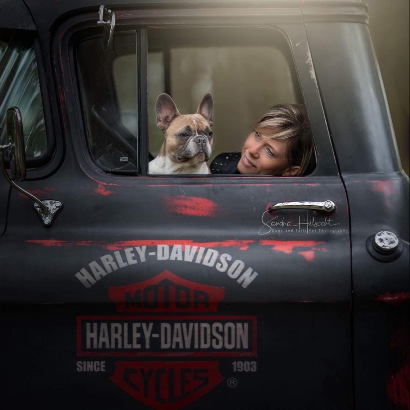 The perfect combination: dogs and vintage cars