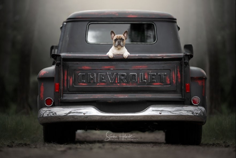 The perfect combination: dogs and vintage cars